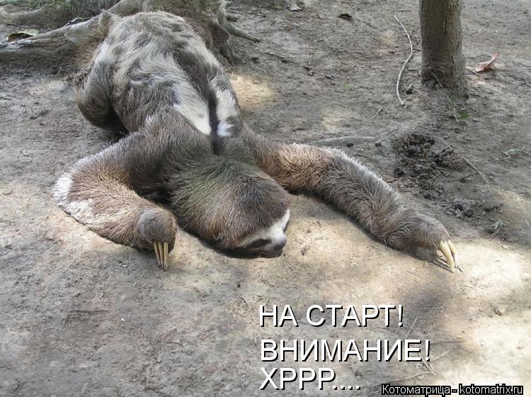 НА СТАРТ! ВНИМАНИЕ! ХРРР....... Котоматрица: НА СТАРТ! ВНИМАНИЕ! ХРРР....