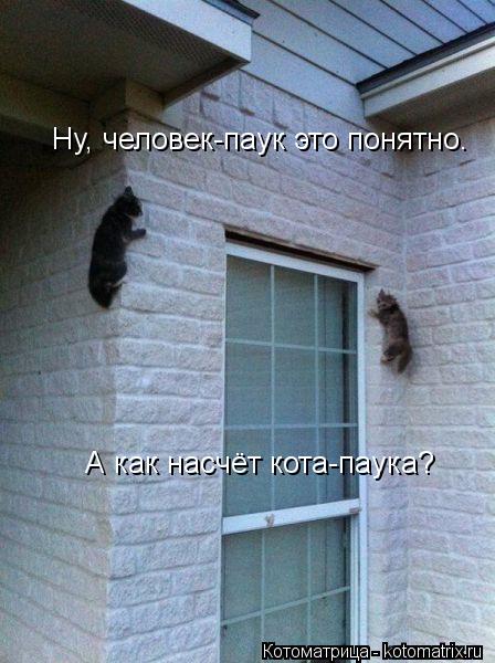 Ну, человек-паук это понятно. А как насчёт кота-паука?... Котоматрица: Ну, человек-паук это понятно. А как насчёт кота-паука?