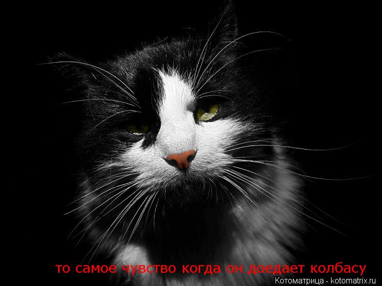 то самое чувство когда он доедает колбасу... Котоматрица: то самое чувство когда он доедает колбасу