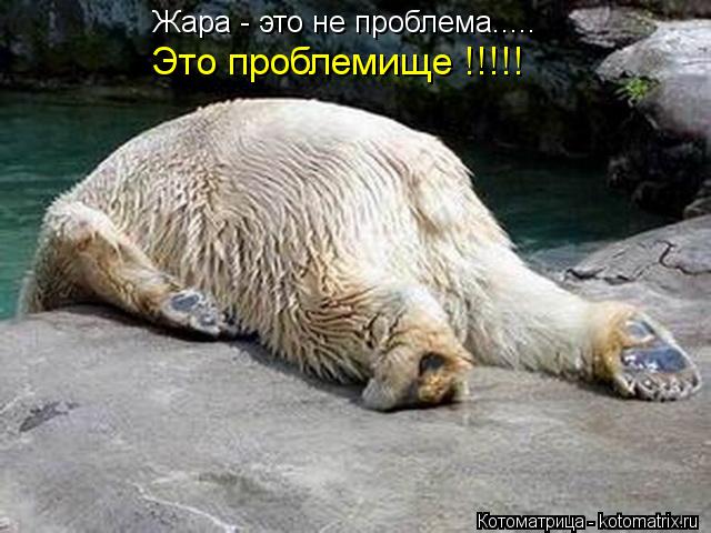 Жара - это не проблема..... Это проблемище !!!!!... Котоматрица: Жара - это не проблема..... Это проблемище !!!!!