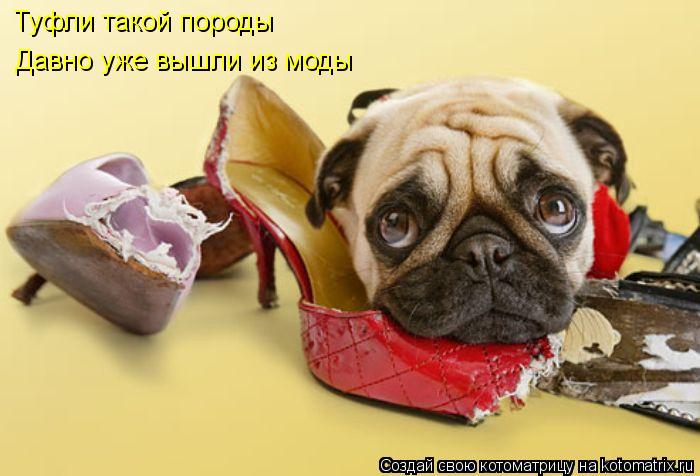 Туфли такой породы Давно уже вышли из моды... Котоматрица: Туфли такой породы Давно уже вышли из моды
