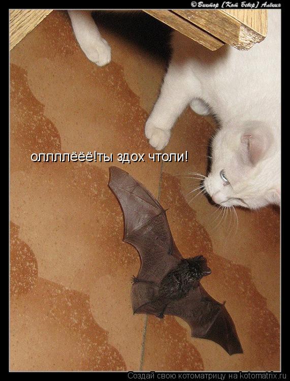 оллллёёё!ты здох чтоли!... Котоматрица: оллллёёё!ты здох чтоли!