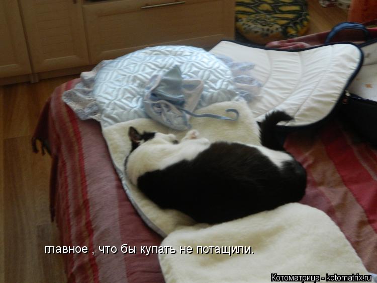 главное , что бы купать не потащили.... Котоматрица: главное , что бы купать не потащили.