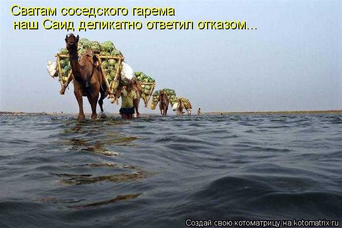 Сватам соседского гарема наш Саид деликатно ответил отказом...... Котоматрица: Сватам соседского гарема наш Саид деликатно ответил отказом...