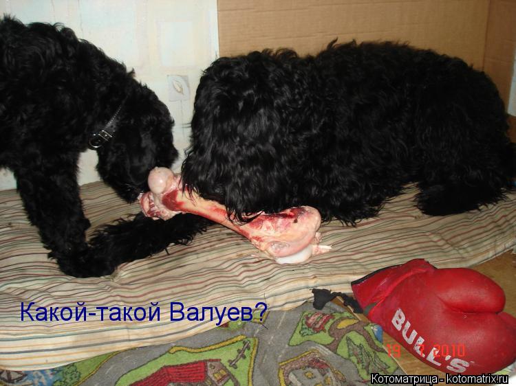 Котоматрица: Какой-такой Валуев?