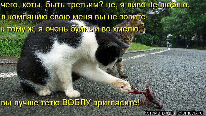 вы лучше тётю ВОБЛУ пригласите! к тому ж, я очень буйный во хмелю, в компанию свою меня вы не зовите,... Котоматрица: вы лучше тётю ВОБЛУ пригласите! к тому ж, я очень буйный во хмелю, в компанию свою меня вы не зовите, чего, коты, быть третьим? не, я пиво не люб