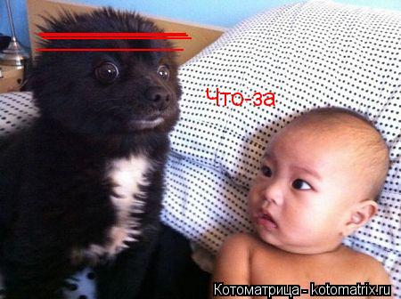 Что-за ___________ ___________ ___________ ___________... Котоматрица: Что-за ___________ ___________ ___________ ___________