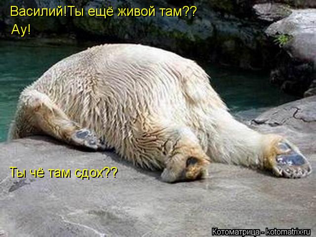 Василий!Ты ещё живой там?? Ау! Ты чё там сдох??... Котоматрица: Василий!Ты ещё живой там?? Ау! Ты чё там сдох??