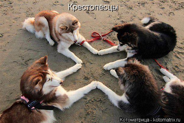 Крестопёсцы... Котоматрица: Крестопёсцы