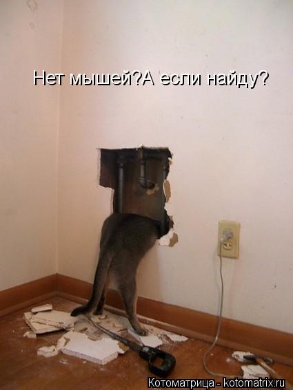 Котоматрица: Нет мышей?А если найду?