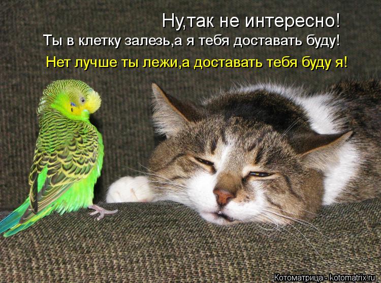 Ну,так не интересно! Ты в клетку залезь,а я тебя доставать буду! Нет лучше ты лежи,а доставать тебя б... Котоматрица: Ну,так не интересно! Ты в клетку залезь,а я тебя доставать буду! Нет лучше ты лежи,а доставать тебя буду я!