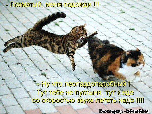 - Лохматый, меня подожди !!! - Ну что леопардоподобный ! Тут тебе не пустыня, тут к еде со скоростью ... Котоматрица: - Лохматый, меня подожди !!! - Ну что леопардоподобный ! Тут тебе не пустыня, тут к еде со скоростью звука лететь надо !!!!