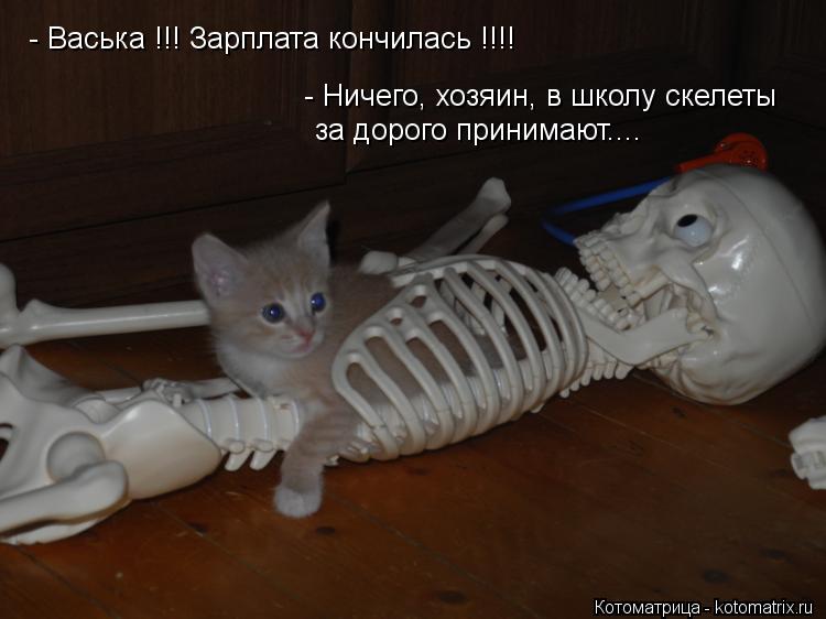 Котоматрица: - Васька !!! Зарплата кончилась !!!! - Ничего, хозяин, в школу скелеты за дорого принимают....