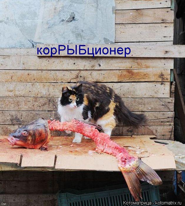 корРЫБционер... Котоматрица: корРЫБционер
