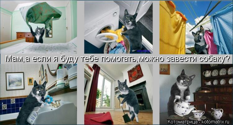 Мам,а если я буду тебе помогать,можно завести собаку?... Котоматрица: Мам,а если я буду тебе помогать,можно завести собаку?