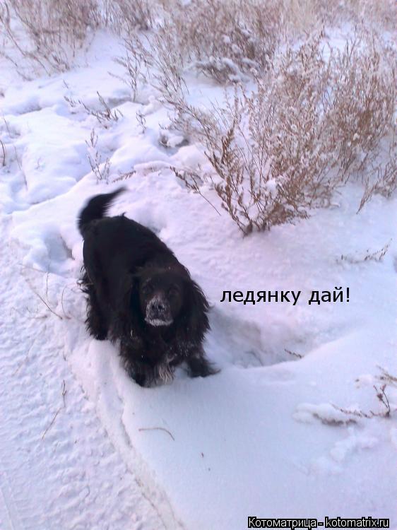 ледянку дай!... Котоматрица: ледянку дай!