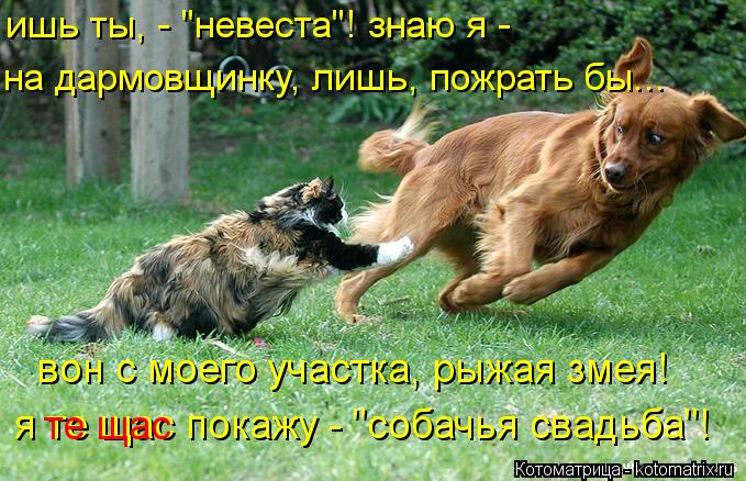 ишь ты, - "невеста"! знаю я - я те щас покажу - "собачья свадьба"! вон с моего участка, рыжая змея! ... Котоматрица: ишь ты, - "невеста"! знаю я - я те щас покажу - "собачья свадьба"! вон с моего участка, рыжая змея! те щас на дармовщинку, лишь, пожрать бы...