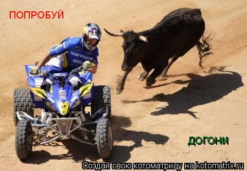 Котоматрица: ПОПРОБУЙ ДОГОНИ