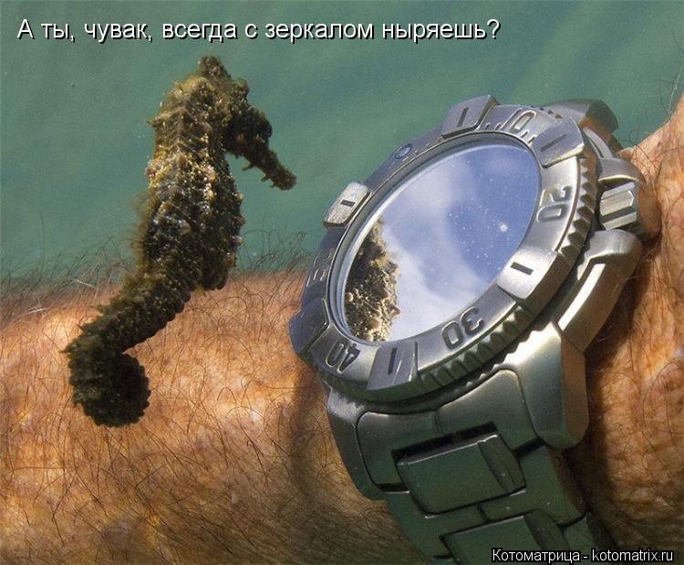 А ты, чувак, всегда с зеркалом ныряешь?... Котоматрица: А ты, чувак, всегда с зеркалом ныряешь?