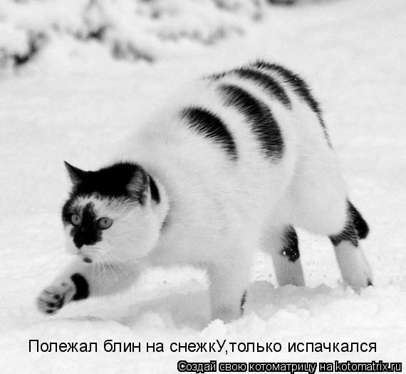 Полежал блин на снежкУ,только испачкался... Котоматрица: Полежал блин на снежкУ,только испачкался