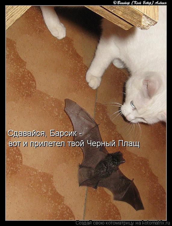 Сдавайся, Барсик - вот и прилетел твой Черный Плащ... Котоматрица: Сдавайся, Барсик - вот и прилетел твой Черный Плащ