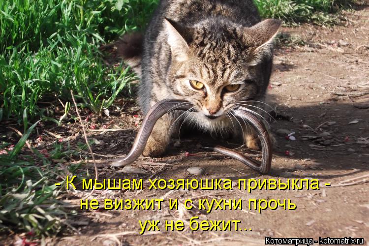 Котоматрица: - К мышам хозяюшка привыкла -  не визжит и с кухни прочь  уж не бежит...