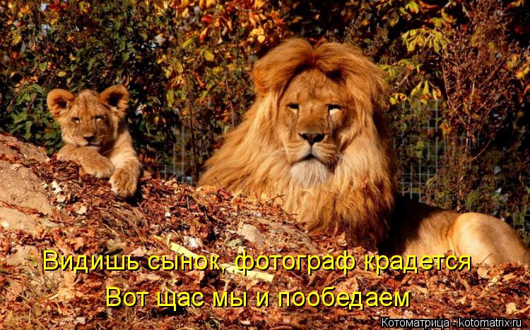 Видишь сынок, фотограф крадется Вот щас мы и пообедаем... Котоматрица: Видишь сынок, фотограф крадется Вот щас мы и пообедаем