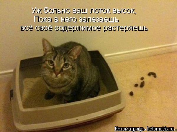 Уж больно ваш лоток высок, Пока в него залезаешь всё своё содержимое растеряешь... Котоматрица: Уж больно ваш лоток высок, Пока в него залезаешь всё своё содержимое растеряешь