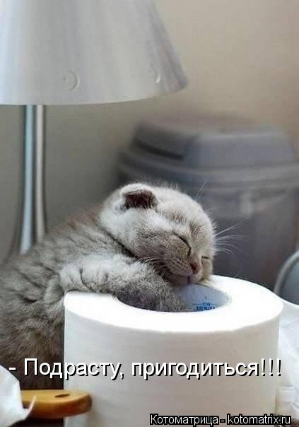 - Подрасту, пригодиться!!!... Котоматрица: - Подрасту, пригодиться!!!