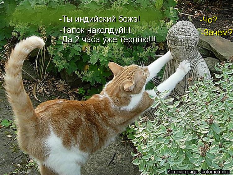 -Ты индийский божэ! -Тапок наколдуй!!! -Да 2 часа уже терплю!!! -Зачем? -Чо?... Котоматрица: -Ты индийский божэ! -Тапок наколдуй!!! -Да 2 часа уже терплю!!! -Зачем? -Чо?