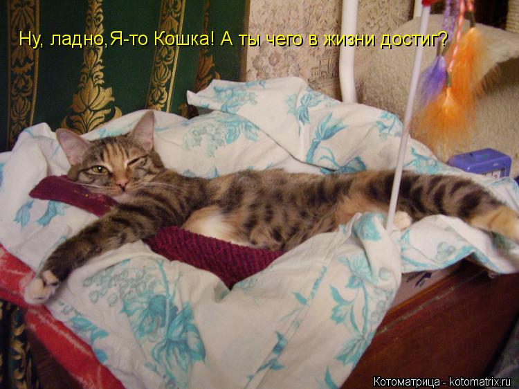 Котоматрица: Ну, ладно,Я-то Кошка! А ты чего в жизни достиг?