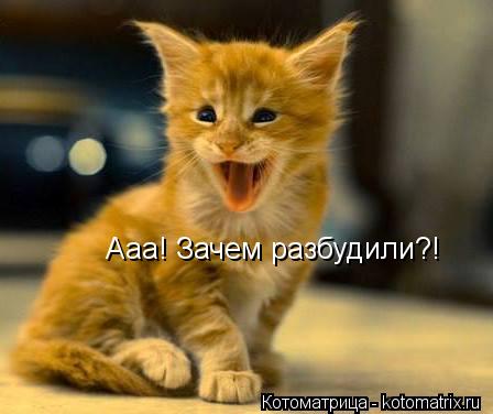 Ааа! Зачем разбудили?!... Котоматрица: Ааа! Зачем разбудили?!