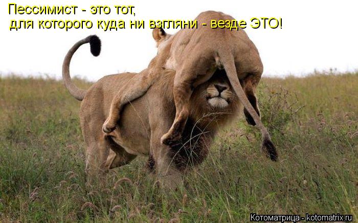 Пессимист - это тот, для которого куда ни взгляни - везде ЭТО!... Котоматрица: Пессимист - это тот, для которого куда ни взгляни - везде ЭТО!