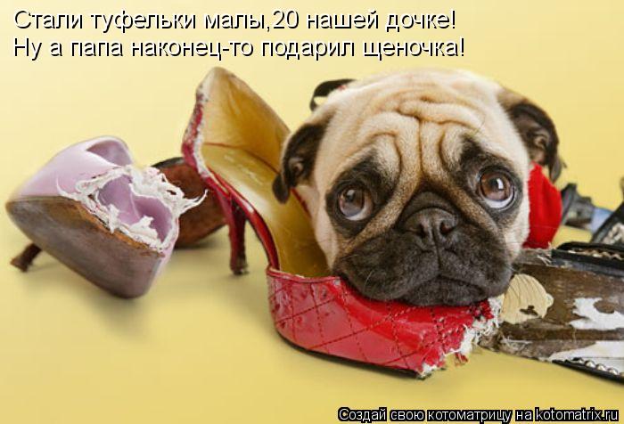 Стали туфельки малы,20 нашей дочке! Ну а папа наконец-то подарил щеночка!... Котоматрица: Стали туфельки малы,20 нашей дочке! Ну а папа наконец-то подарил щеночка!