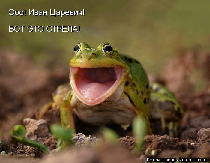 Котоматрица: Ооо! Иван Царевич! ВОТ ЭТО СТРЕЛА!