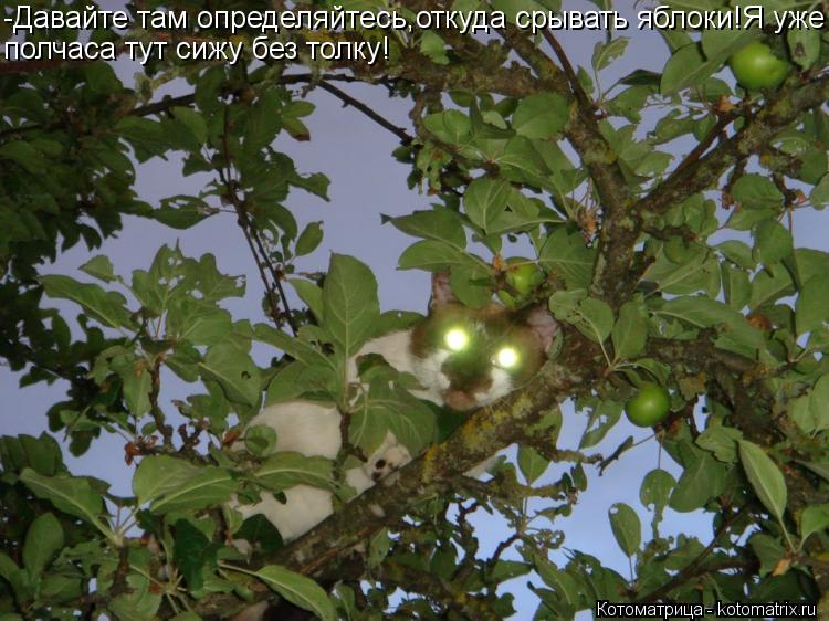 -Давайте там определяйтесь,откуда срывать яблоки!Я уже полчаса тут сижу без толку!... Котоматрица: -Давайте там определяйтесь,откуда срывать яблоки!Я уже полчаса тут сижу без толку!