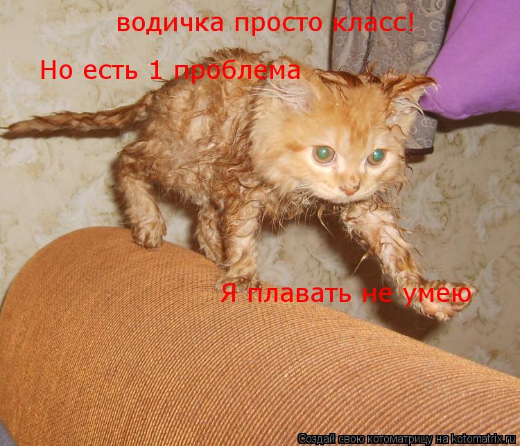 водичка просто класс! Но есть 1 проблема Я плавать не умею... Котоматрица: водичка просто класс! Но есть 1 проблема Я плавать не умею