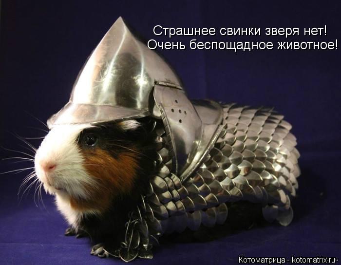 Котоматрица: Страшнее свинки зверя нет! Очень беспощадное животное!