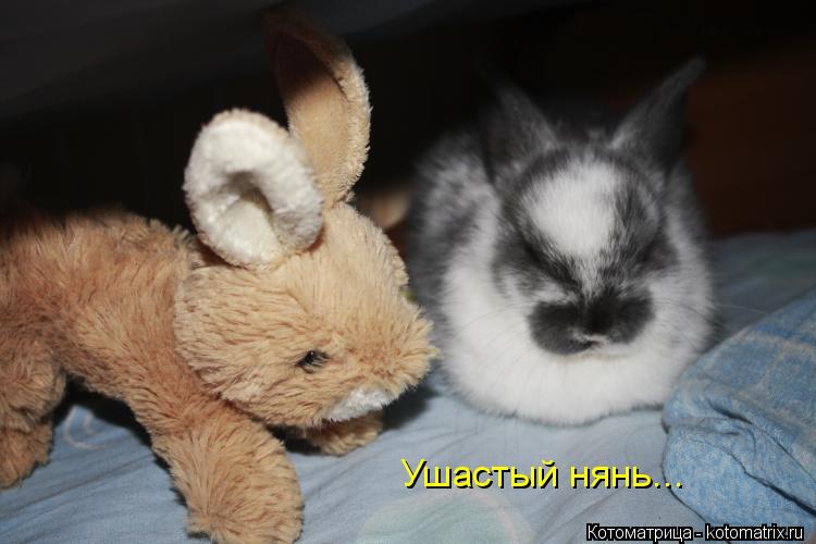 Котоматрица: Ушастый нянь...