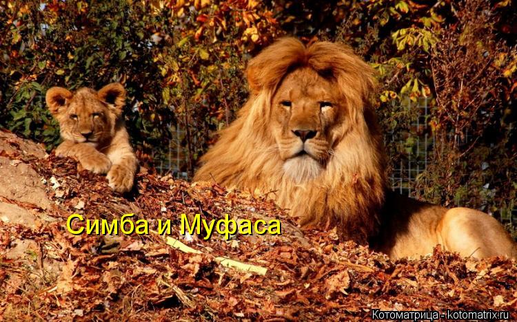 Котоматрица: Симба и Муфаса