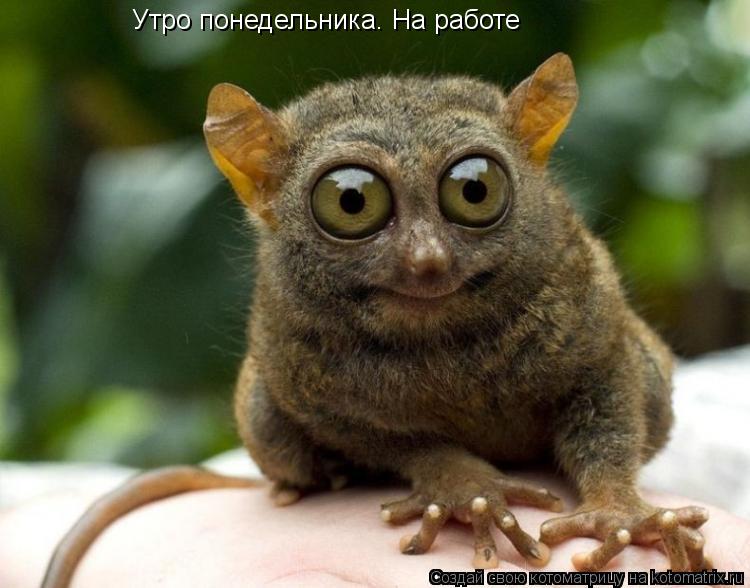 Утро понедельника. На работе... Котоматрица: Утро понедельника. На работе