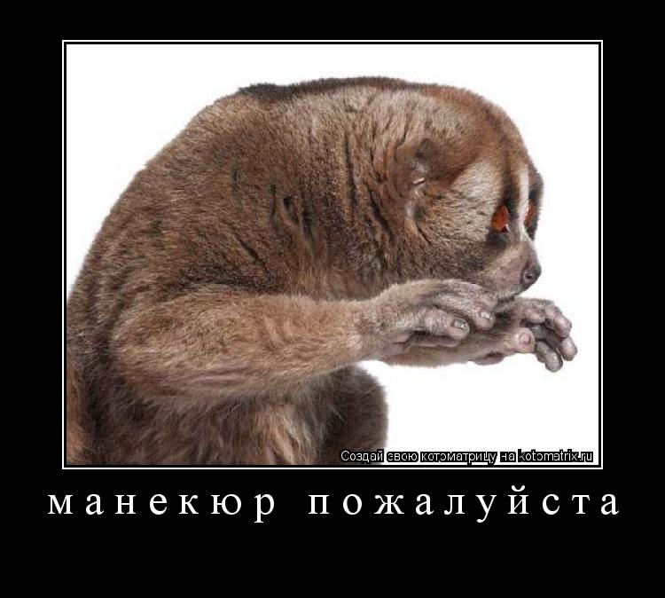 манекюр пожалуйста ... Котоматрица: манекюр пожалуйста