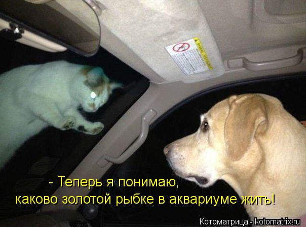 - Теперь я понимаю, каково золотой рыбке в аквариуме жить!... Котоматрица: - Теперь я понимаю, каково золотой рыбке в аквариуме жить!