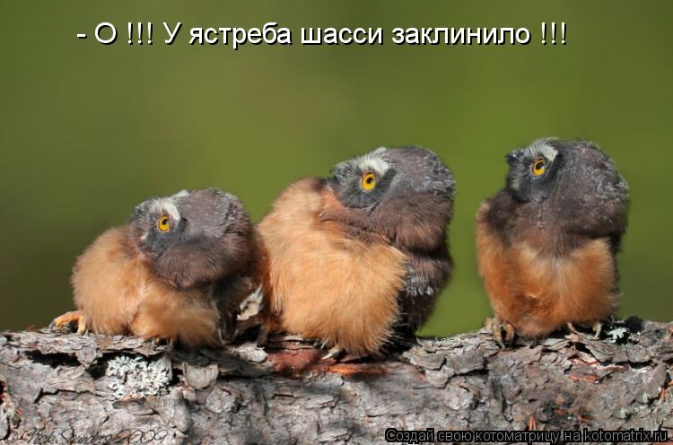 - О !!! У ястреба шасси заклинило !!!... Котоматрица: - О !!! У ястреба шасси заклинило !!!