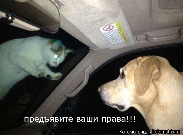 предъявите ваши права!!!... Котоматрица: предъявите ваши права!!!