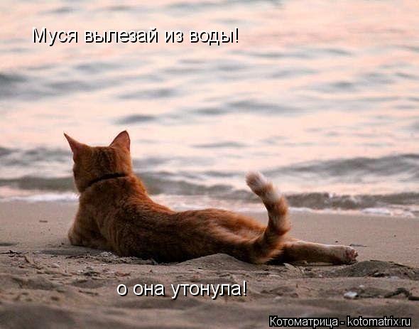 Муся вылезай из воды! о она утонула!... Котоматрица: Муся вылезай из воды! о она утонула!