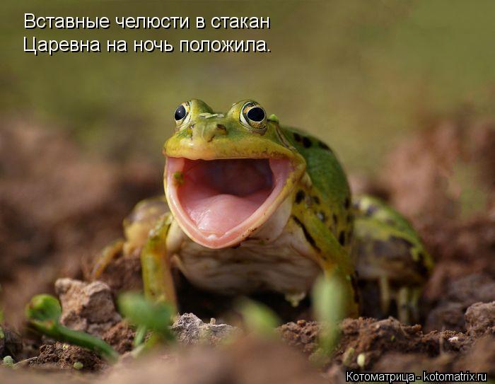 Вставные челюсти в стакан Царевна на ночь положила.... Котоматрица: Вставные челюсти в стакан Царевна на ночь положила.