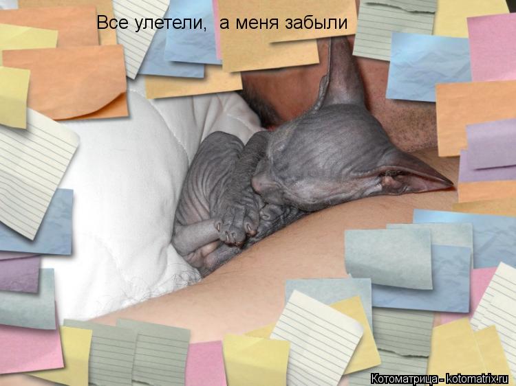 Все улетели, а меня забыли... Котоматрица: Все улетели, а меня забыли