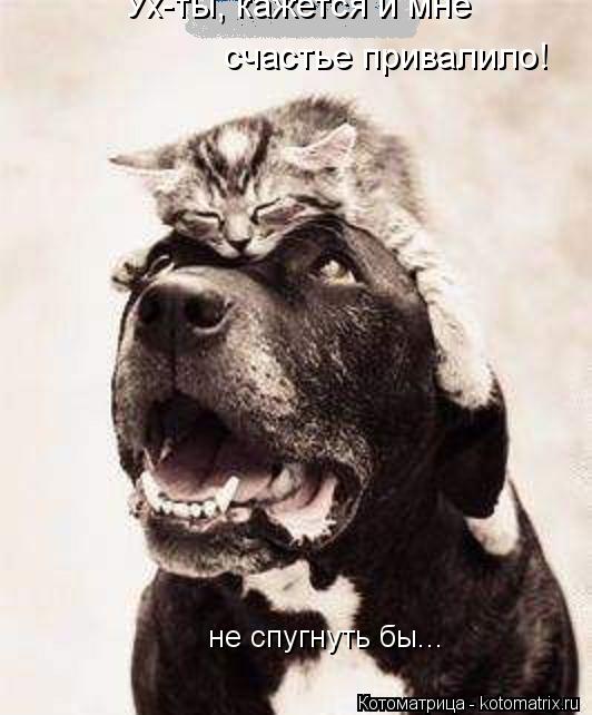 счастье привалило! Ух-ты, кажется и мне не спугнуть бы...... Котоматрица: счастье привалило! Ух-ты, кажется и мне не спугнуть бы...