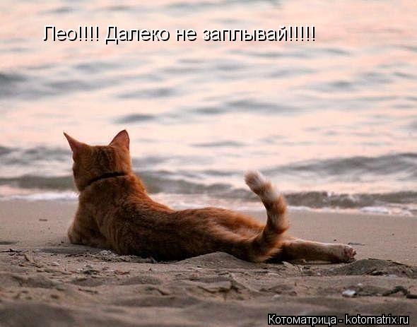 Лео!!!! Далеко не заплывай!!!!!... Котоматрица: Лео!!!! Далеко не заплывай!!!!!
